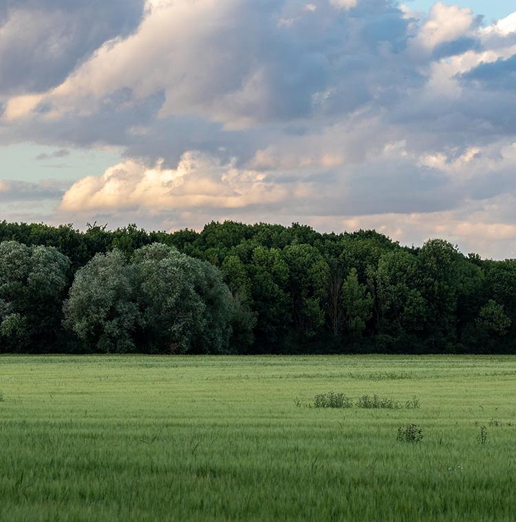 Photo de forêt