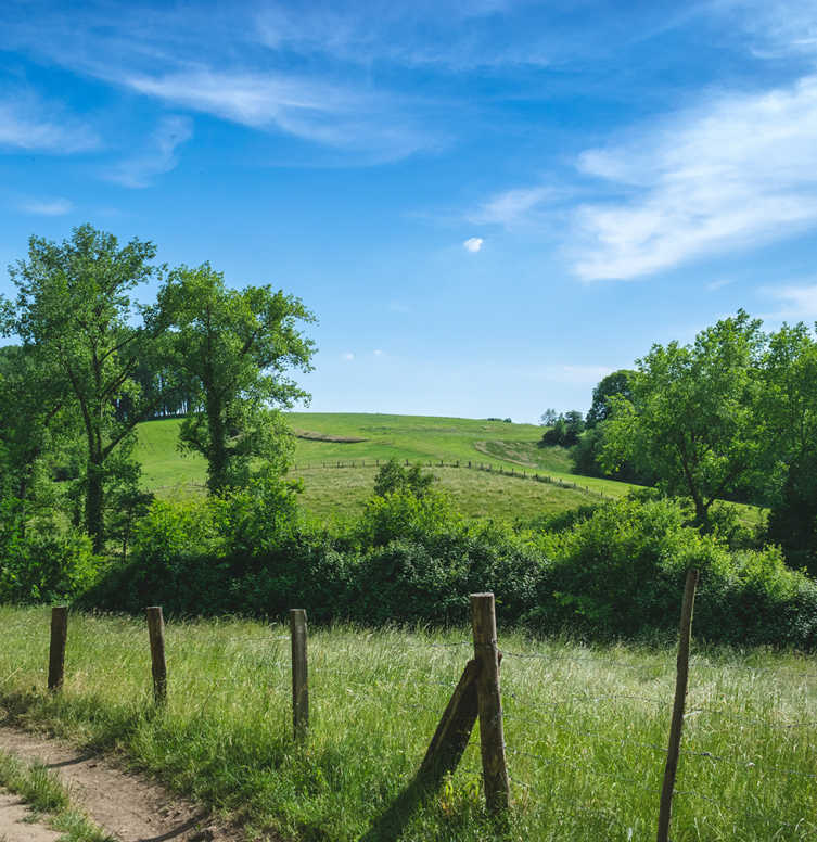 Wandelpad in de Ardennen